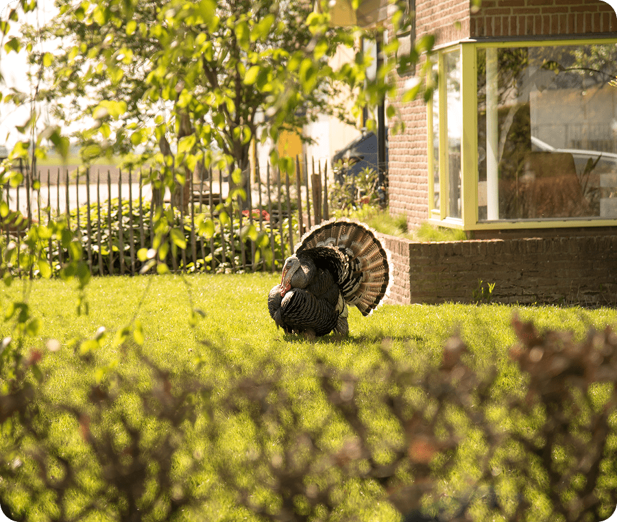Turkey strutting in sunny garden