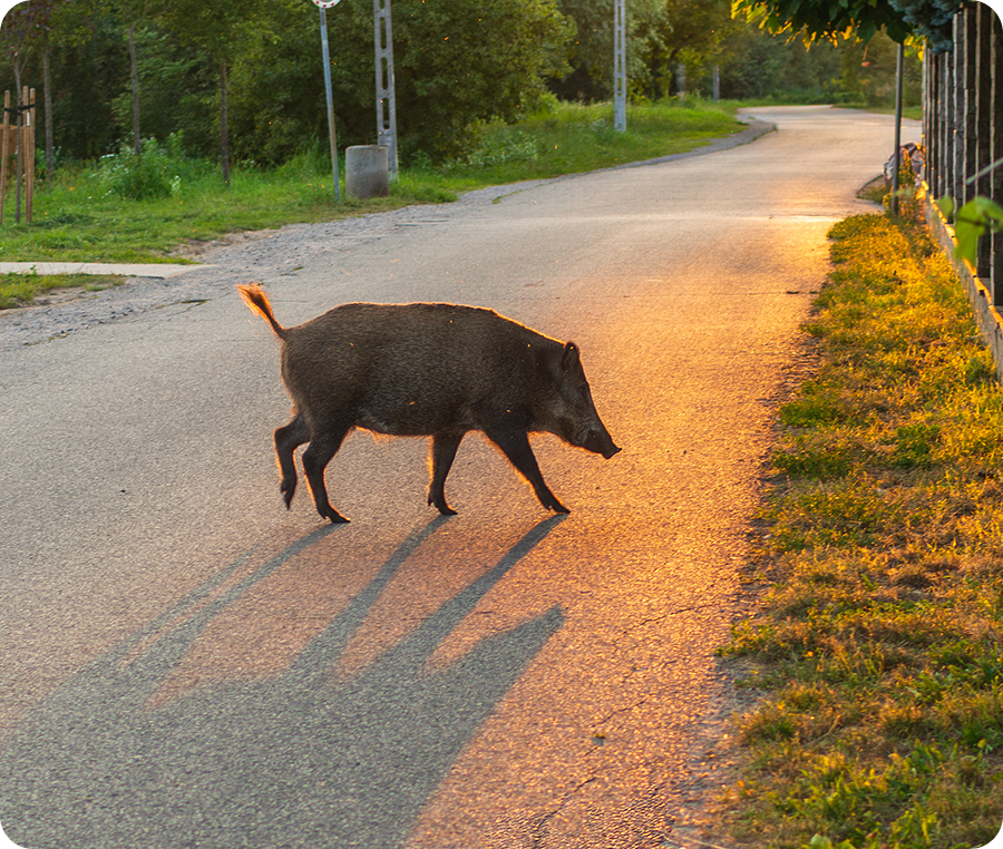Evening road with boar crossing.