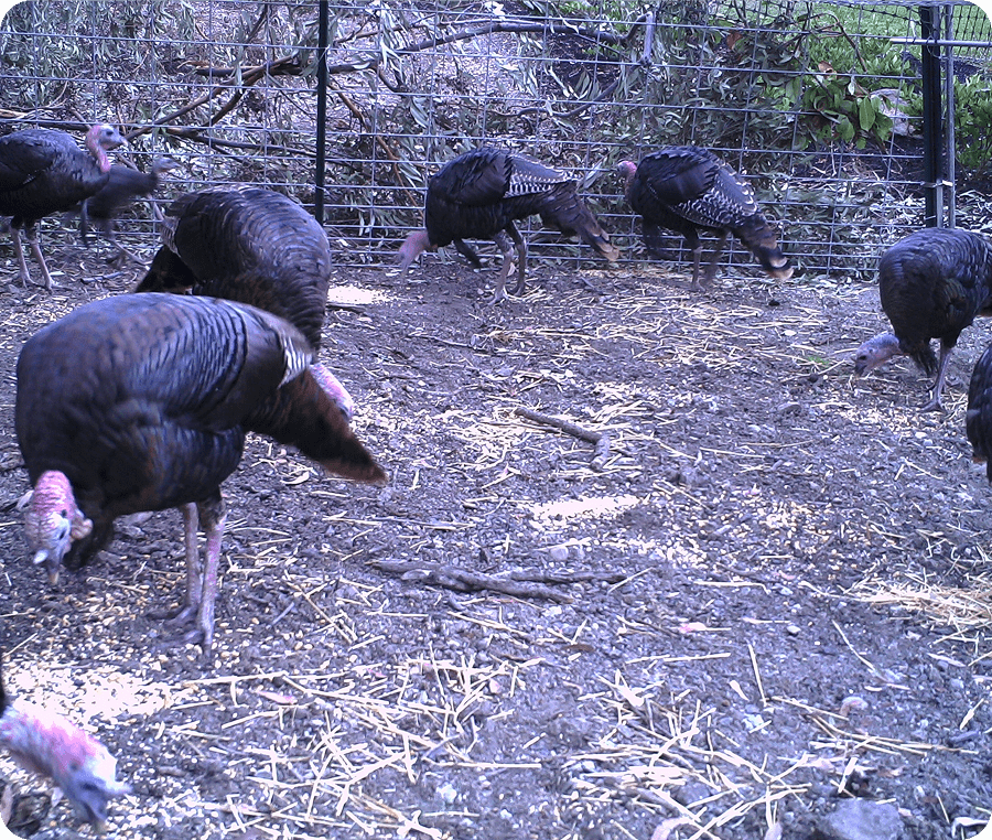Group of turkeys in natural habitat.