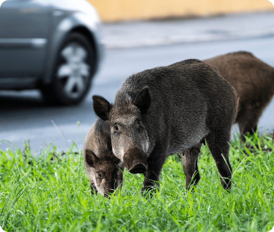 Wild boars grazing near roadside
