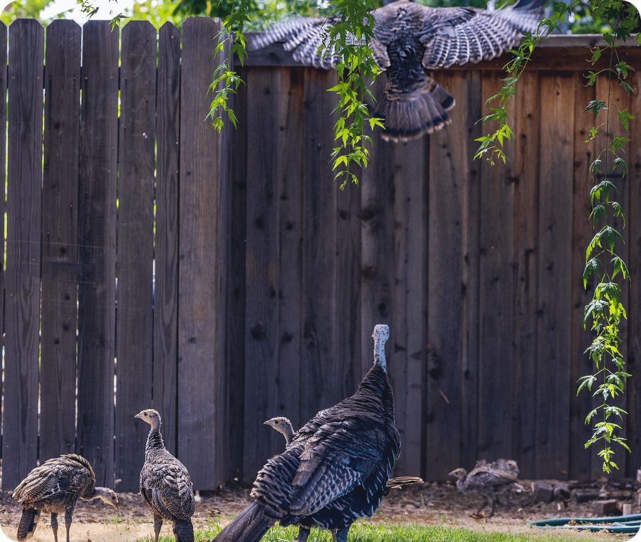 Turkeys in a backyard setting
