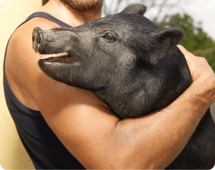 Arm embracing a smiling pig