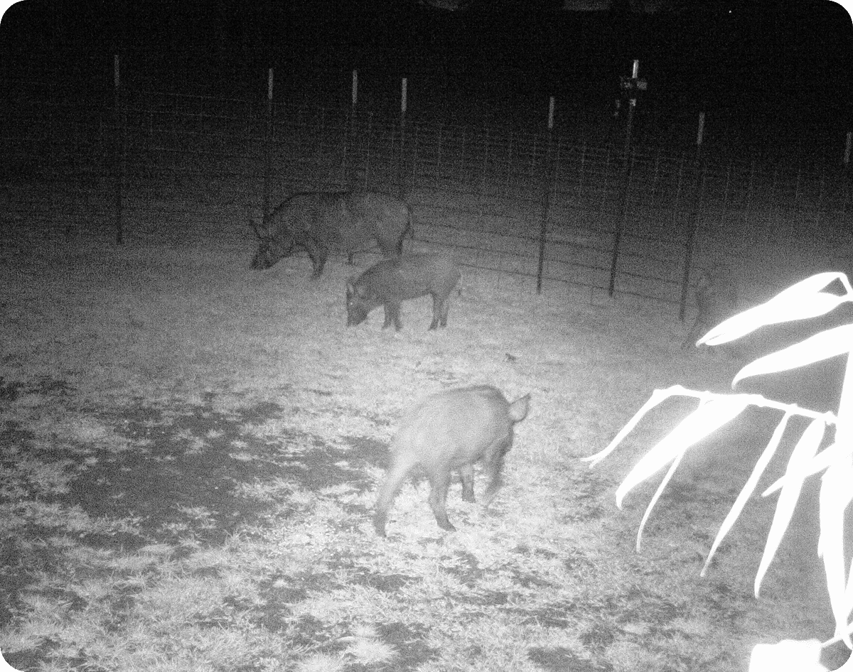 Wild boars grazing at night