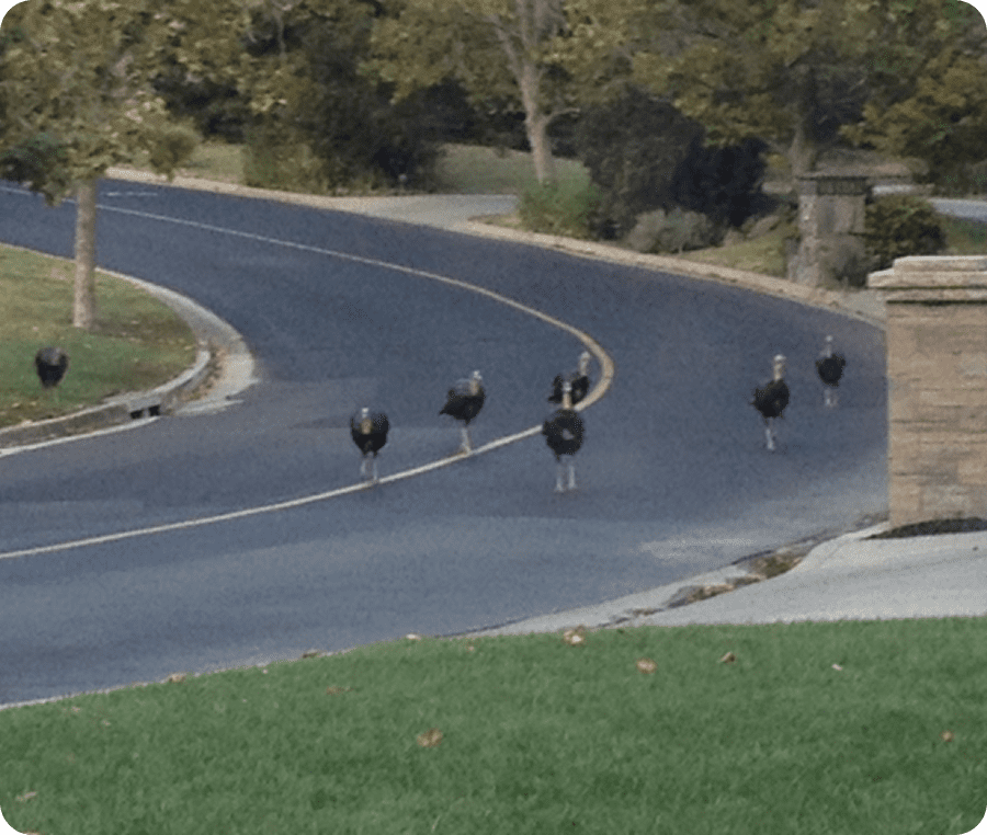 Turkeys walking on a suburban road.
