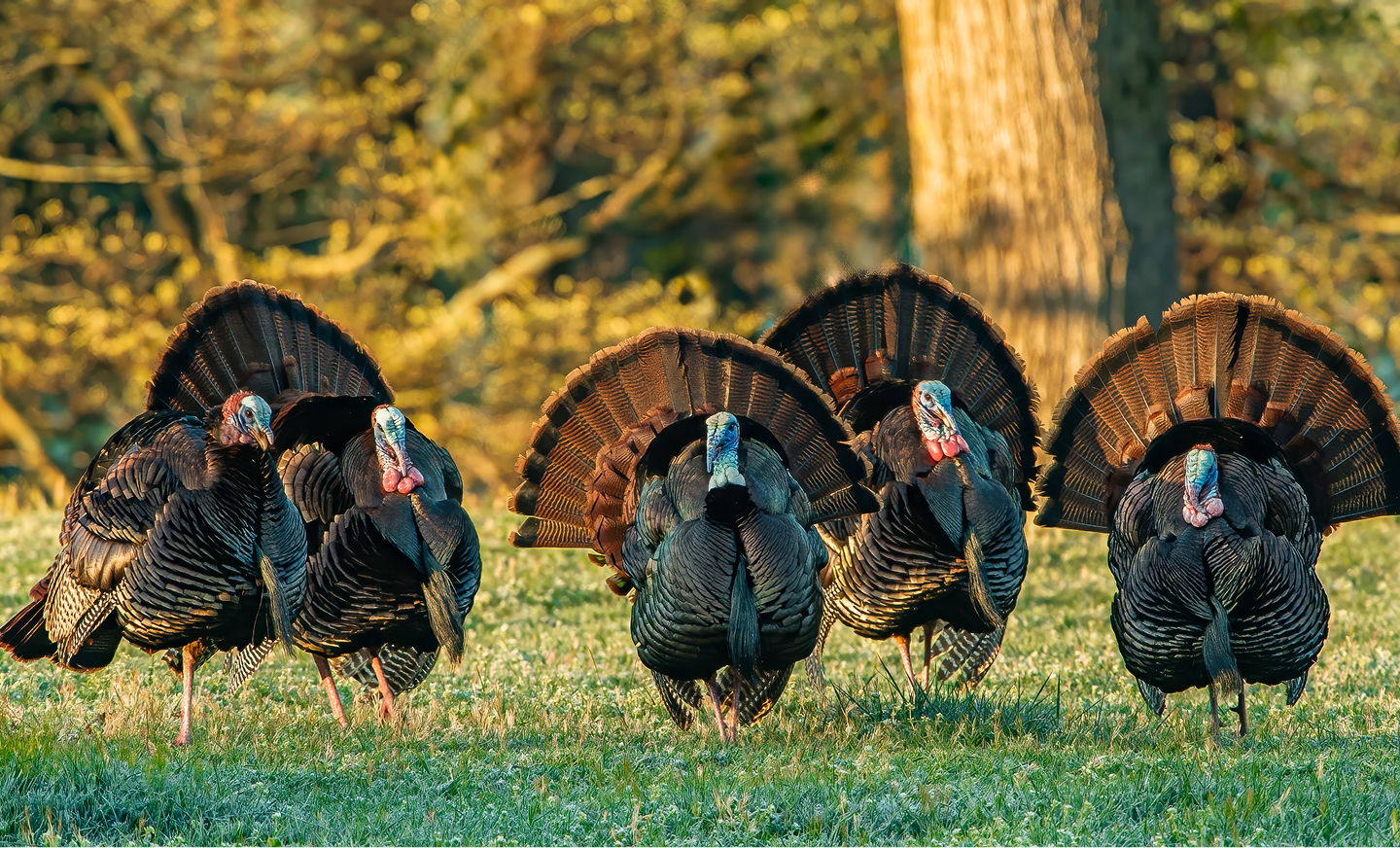 Turkeys displaying colorful tail feathers