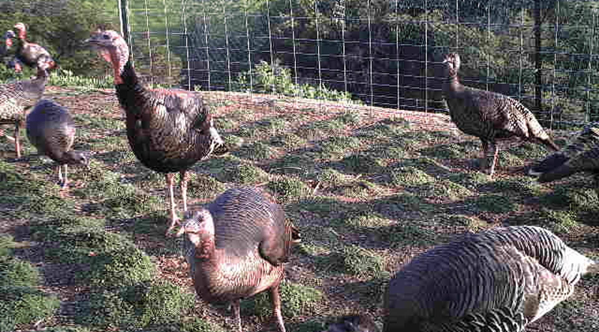Wild turkeys on a sunny day